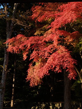 静原神社の紅葉