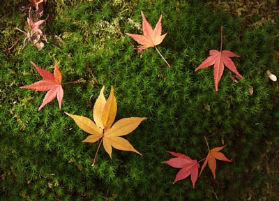 常寂光寺の紅葉