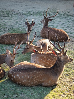 奈良公園のシカ