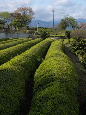 池田山麓の茶畑