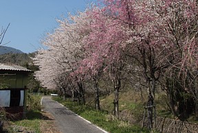 伊自良湖の桜