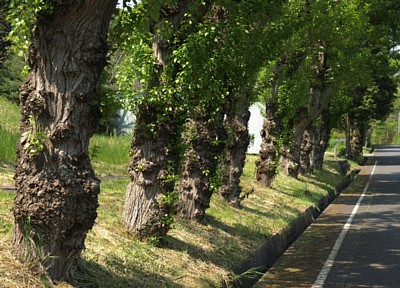 昭和の森のポプラ並木