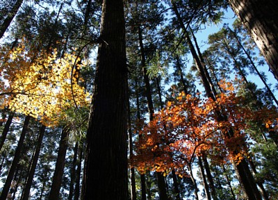 宇連山の紅葉