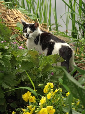 野守の池畔の猫の道