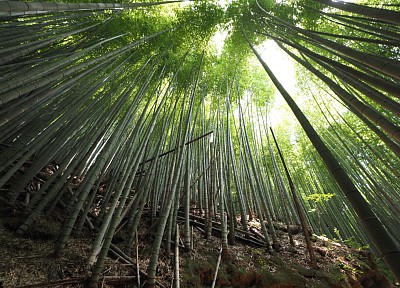 石谷山の竹林