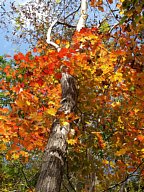 足和田山の紅葉