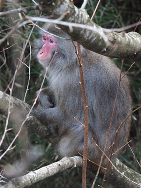 丹沢湖畔のサル