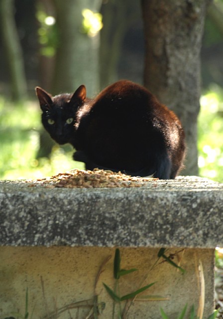 こねこ