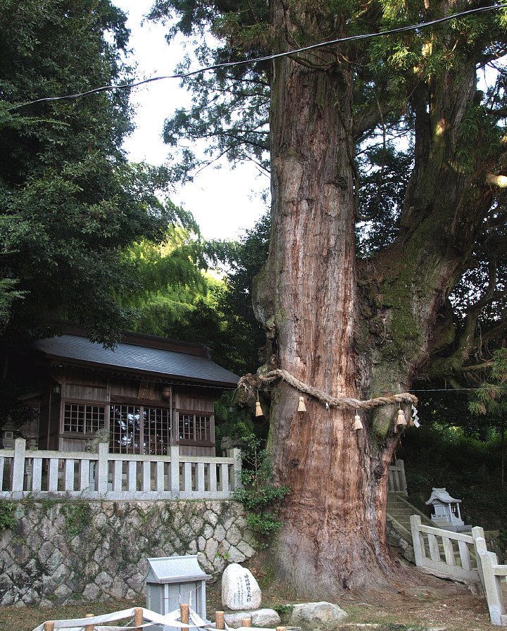 神明大杉