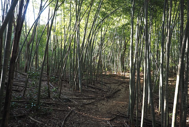 嵐山の竹林