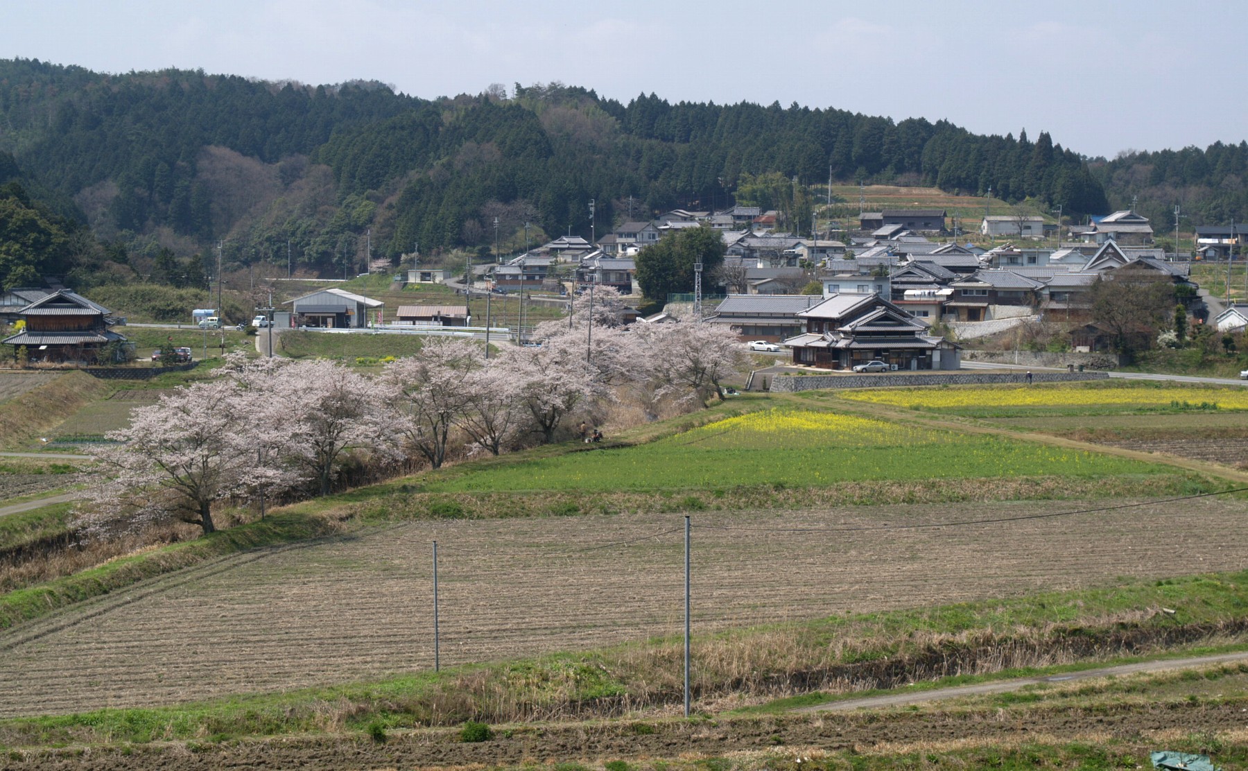 阪原