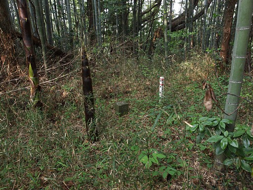 妙見山山頂下