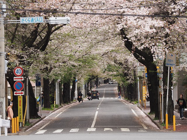 さくら通り入口