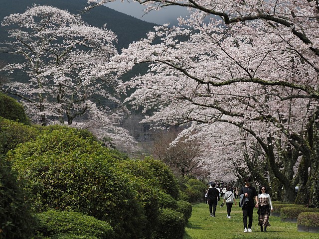 桜並木