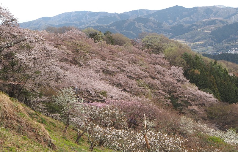 桜山の桜斜面