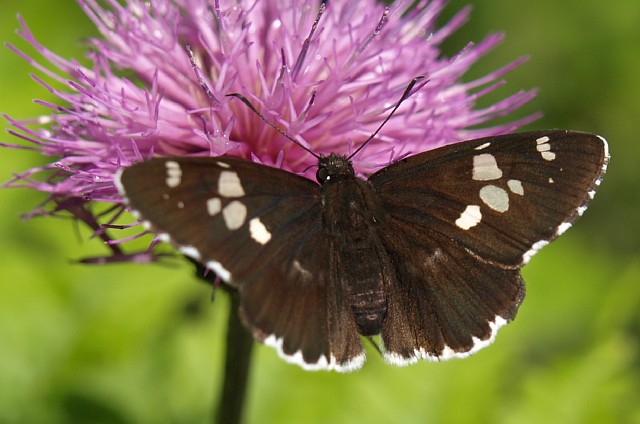 ダイミョウセセリ