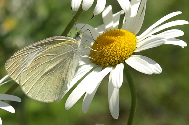 モンシロチョウ