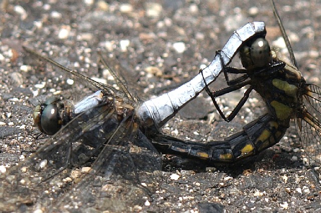 シオカラトンボ