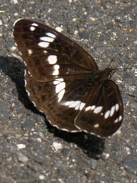 イチモンジチョウ