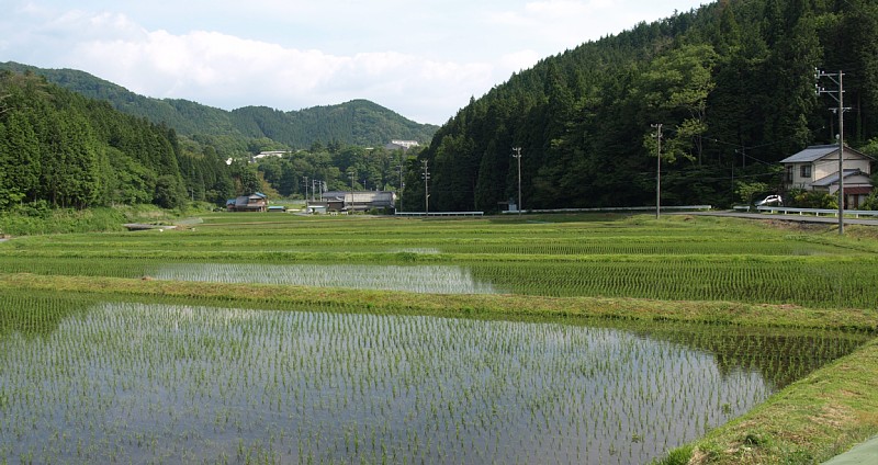 杉平の田園地帯