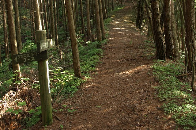クロスカントリーコース分岐